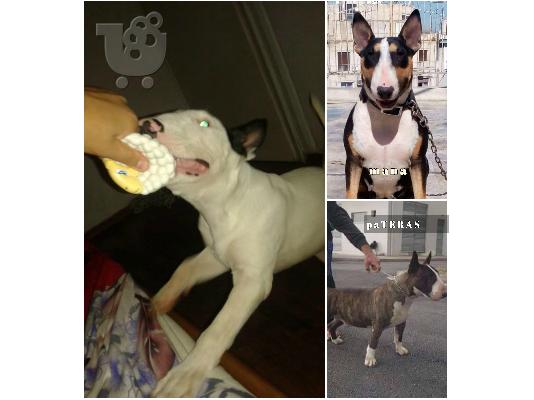 BullTerrier Arseniko